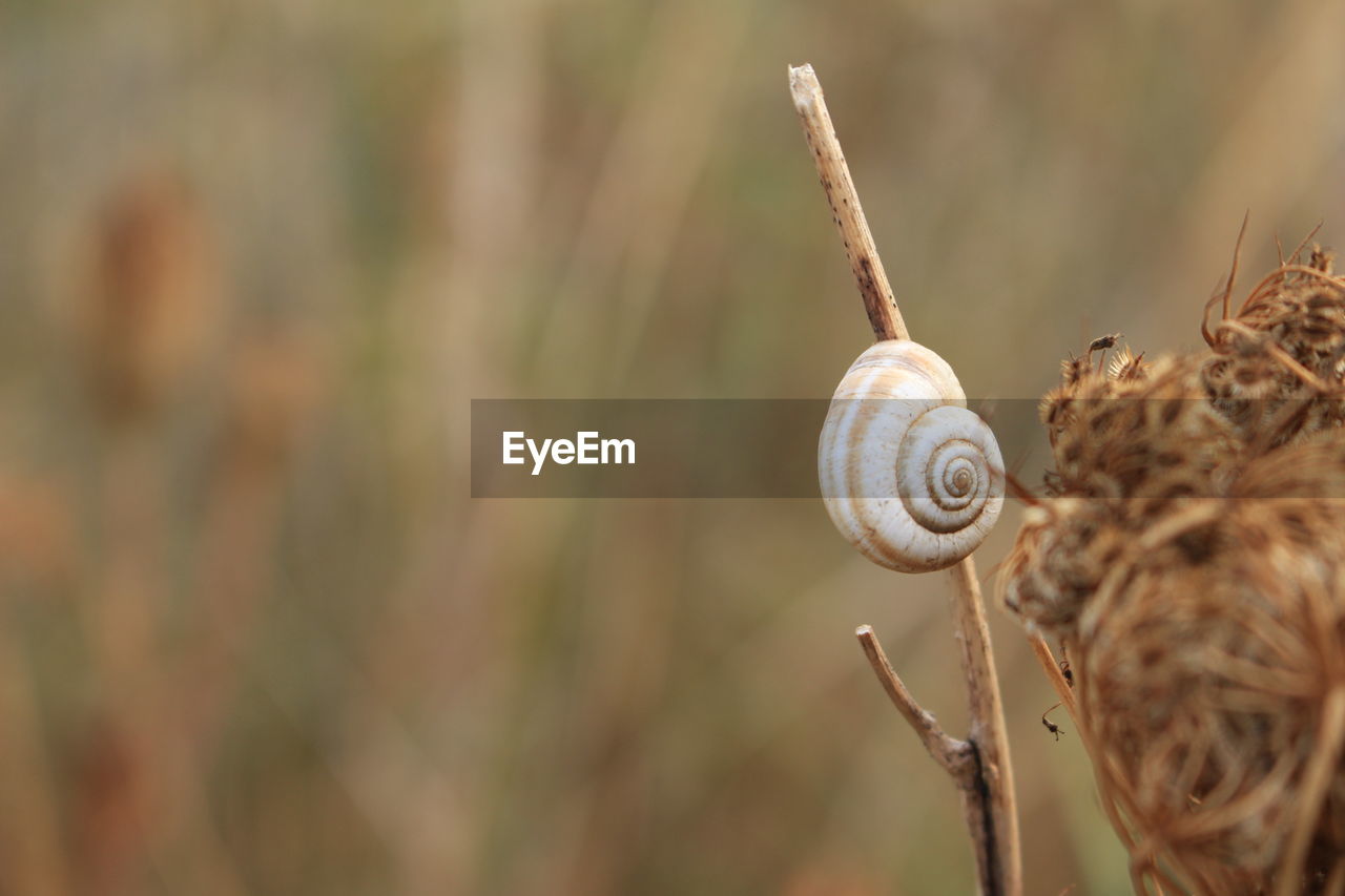 Close-up of snail on plant