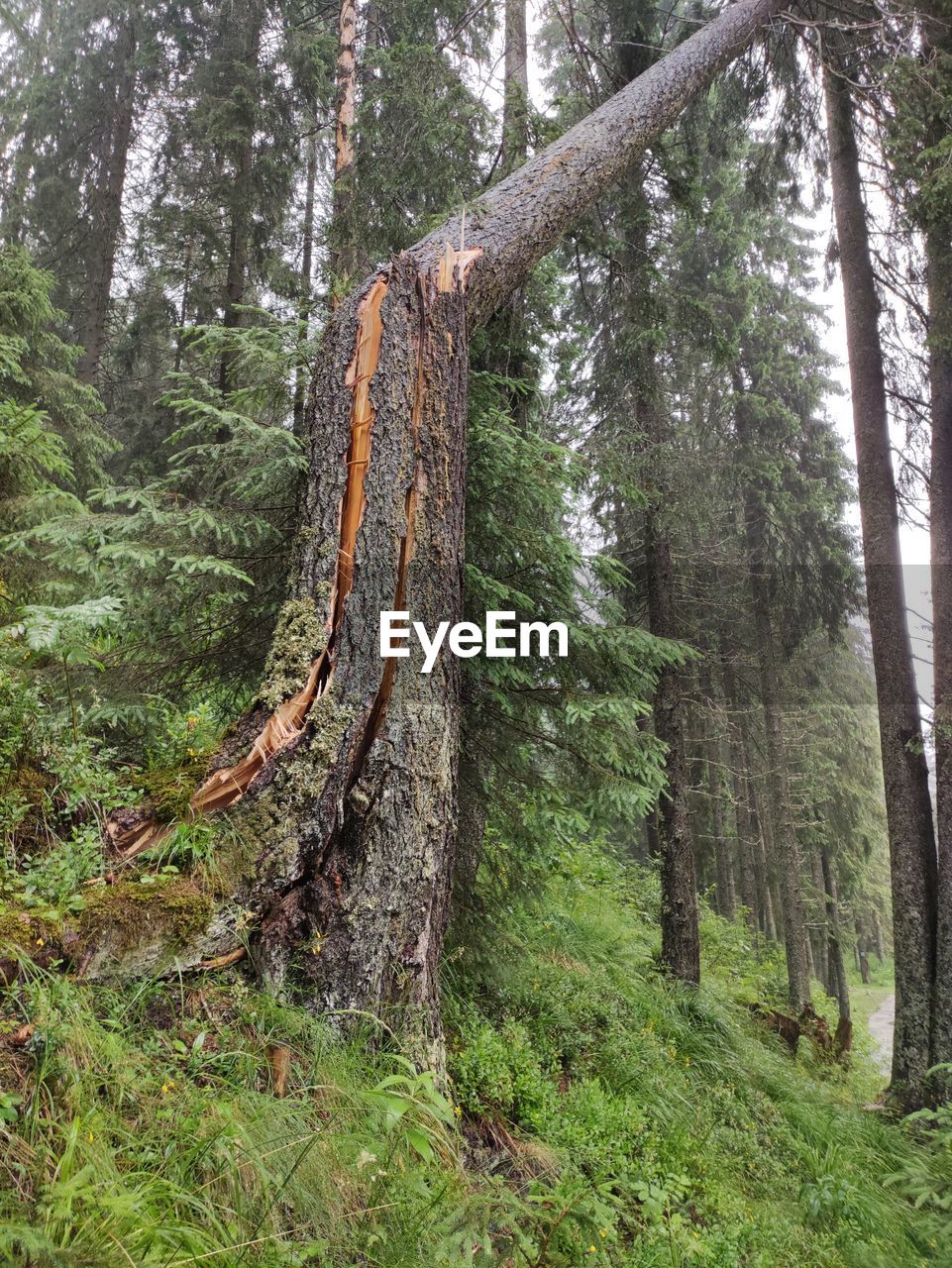 Pine trees in forest