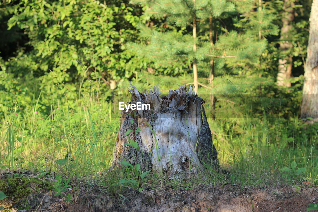 TREES ON GRASSY FIELD