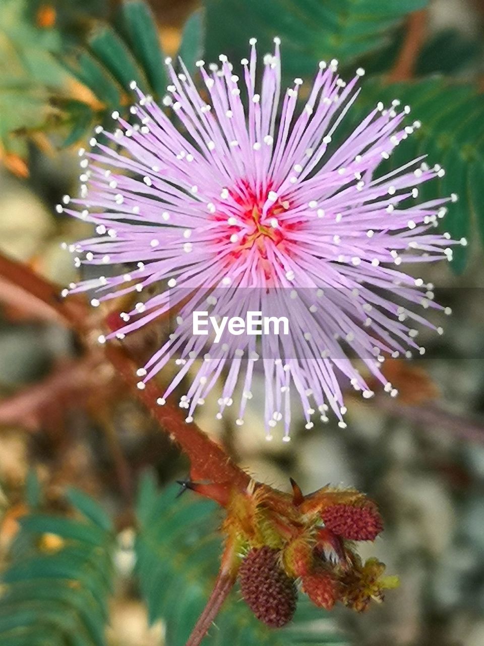 Close-up of pink flower