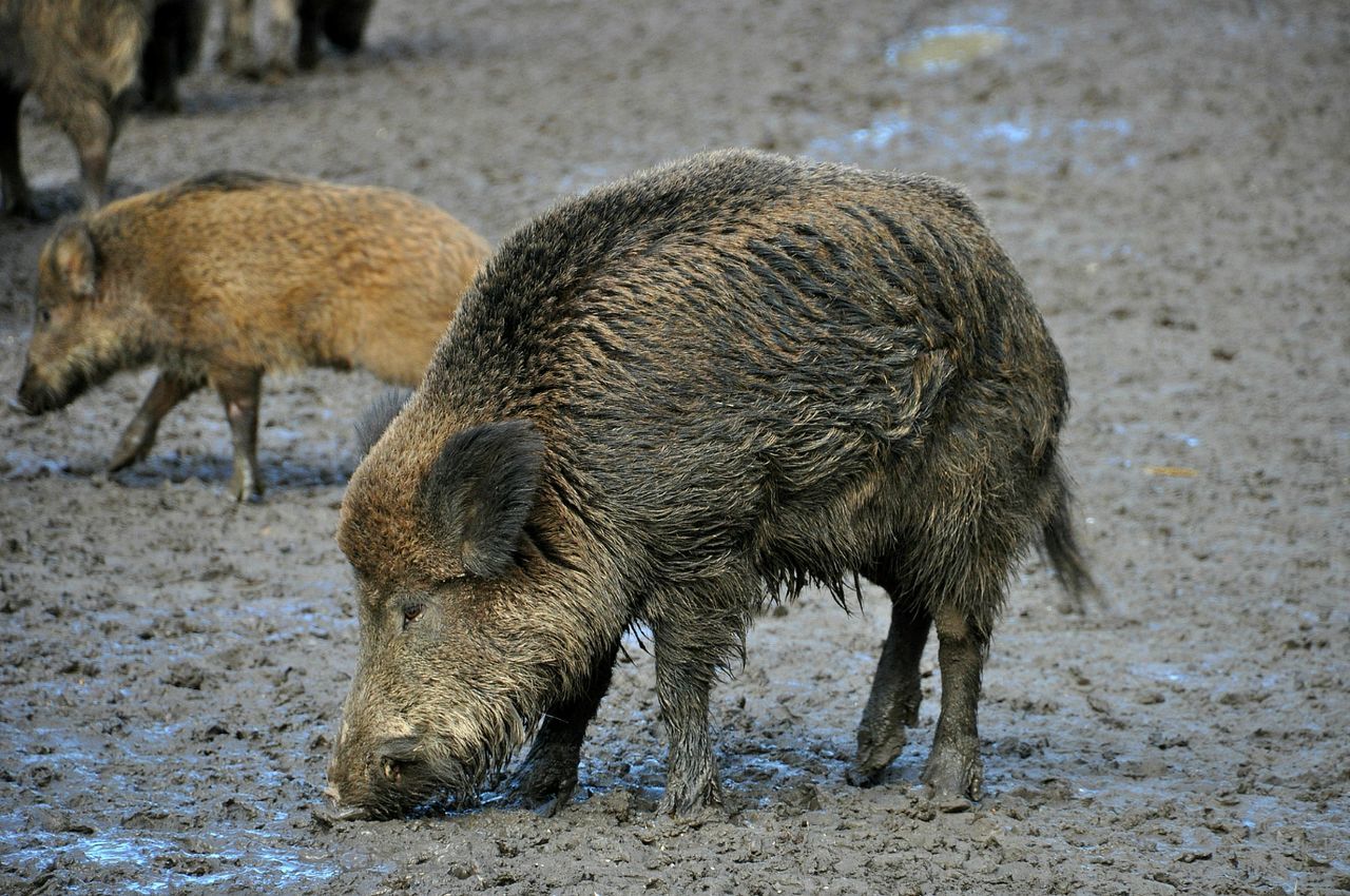 Wild boars on muddy field