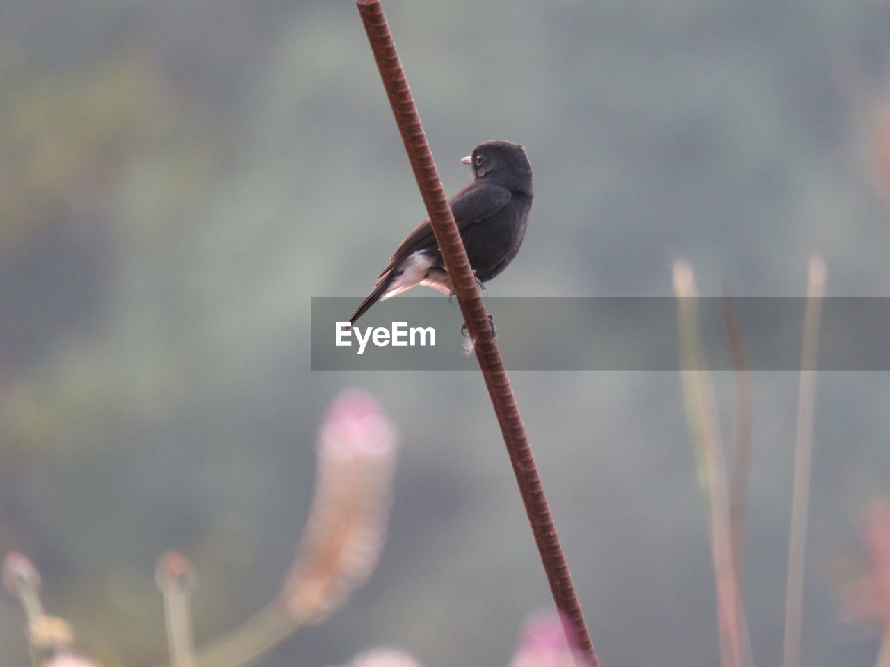 CLOSE-UP OF BIRD PERCHING