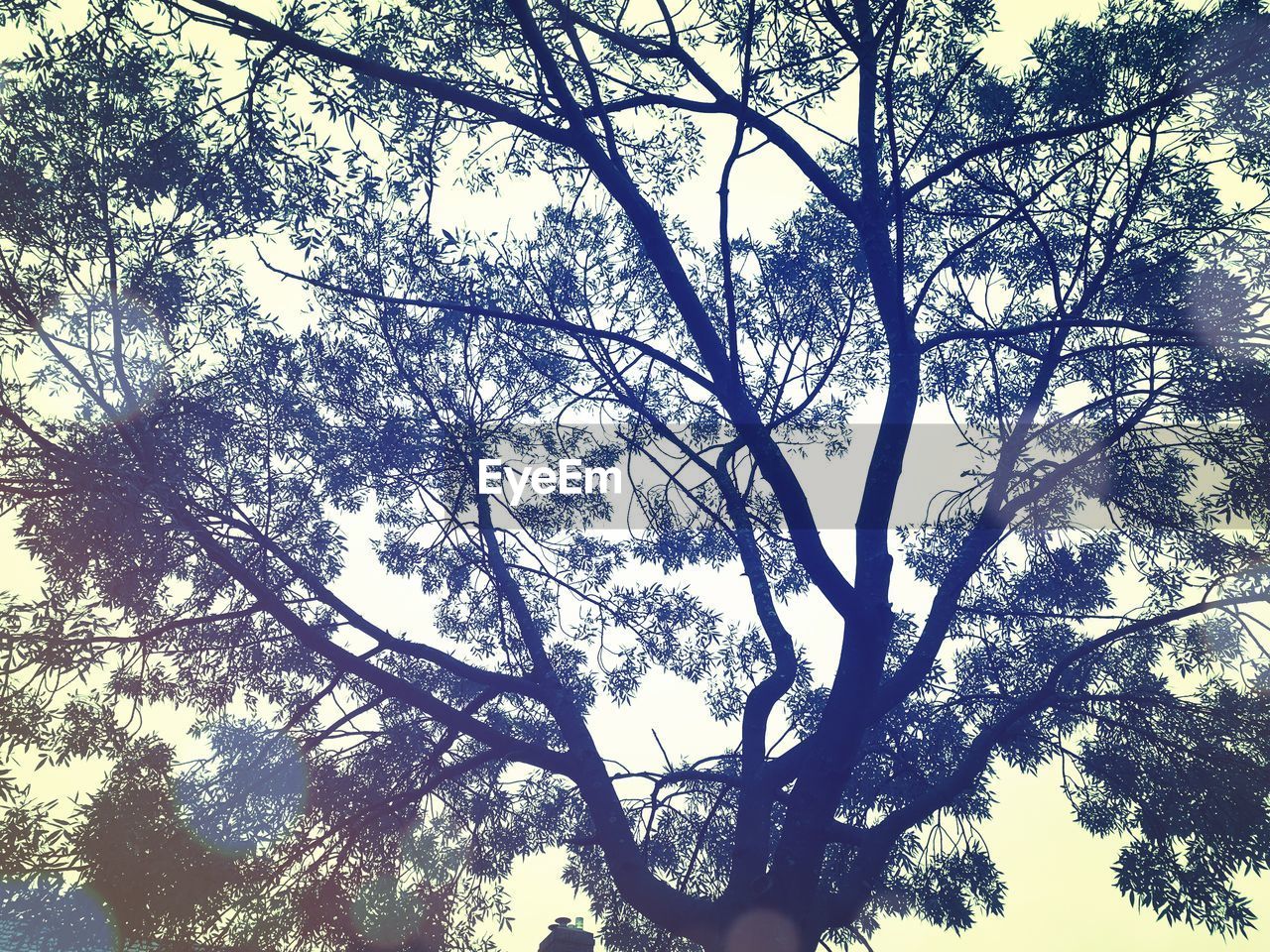 LOW ANGLE VIEW OF TREES AGAINST SKY