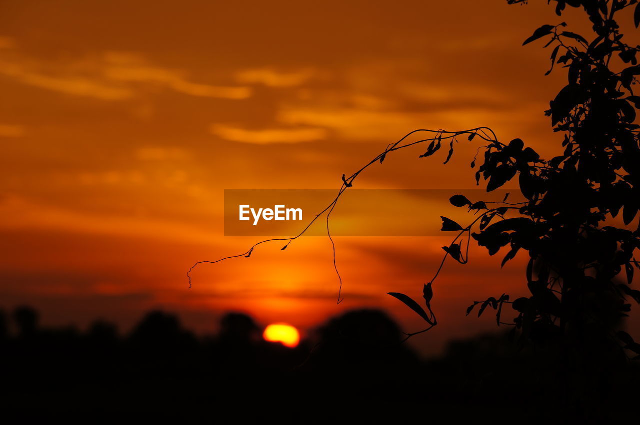 Close-up of silhouette tree against orange sky