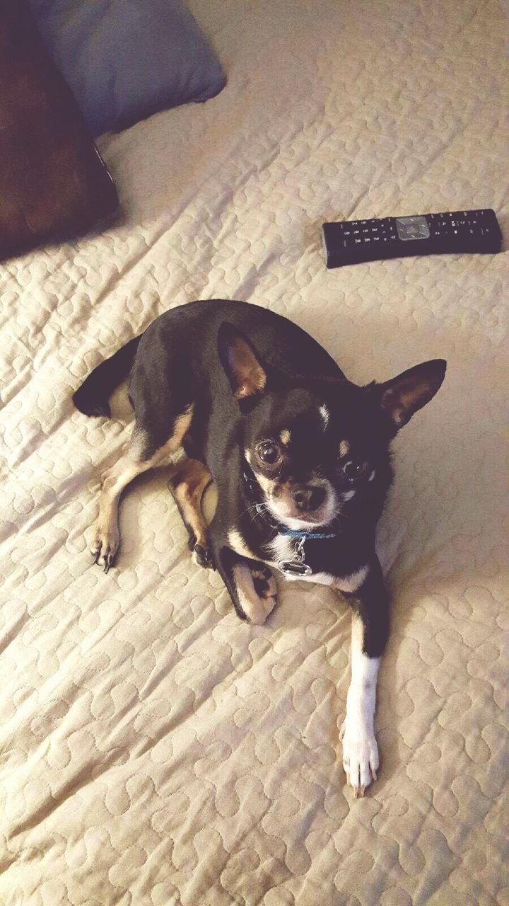 Portrait of dog relaxing on bed at home