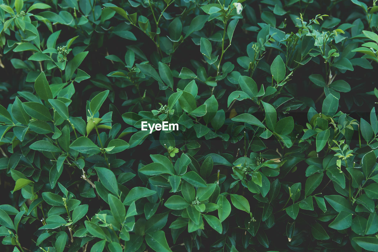 Full frame shot of plants growing on field