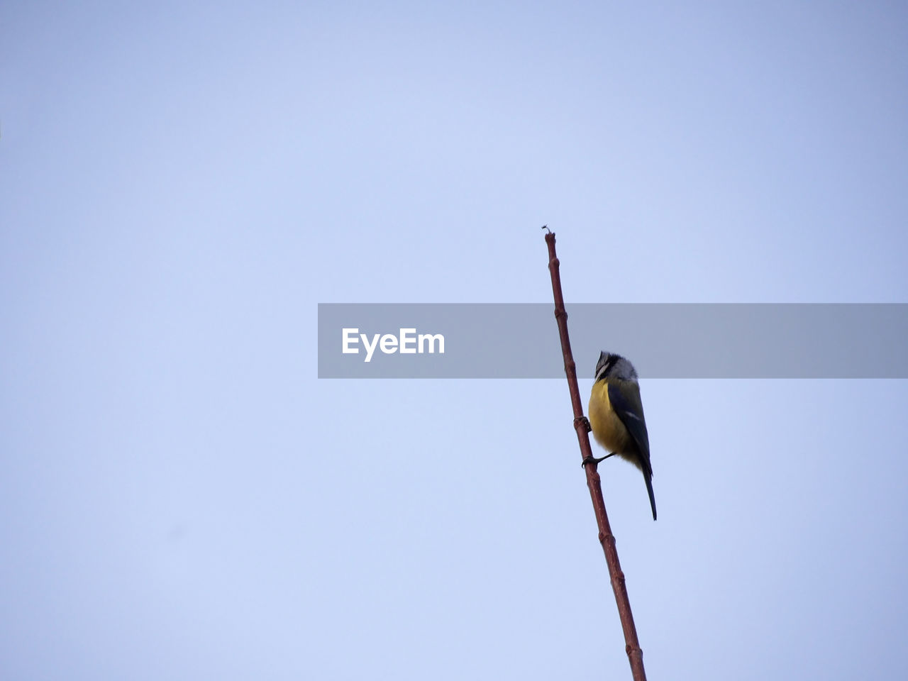 blue, animal, bird, wildlife, animal themes, animal wildlife, sky, clear sky, one animal, copy space, no people, low angle view, perching, nature, day, sunny, outdoors