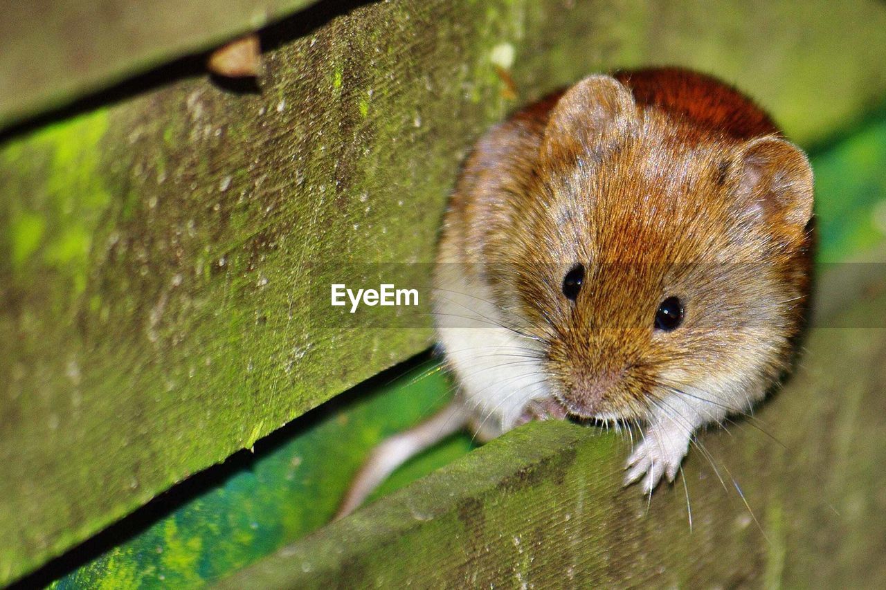 Close-up of bank vole on mossy fence