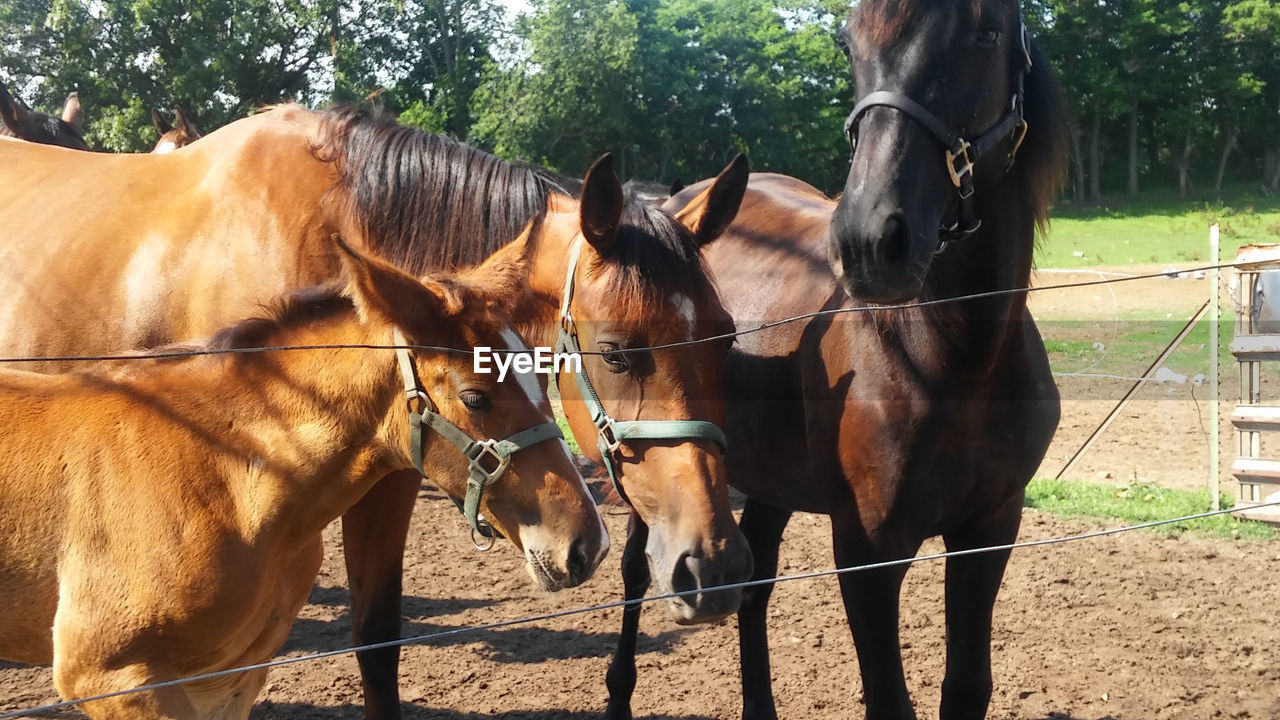 Horses standing on field