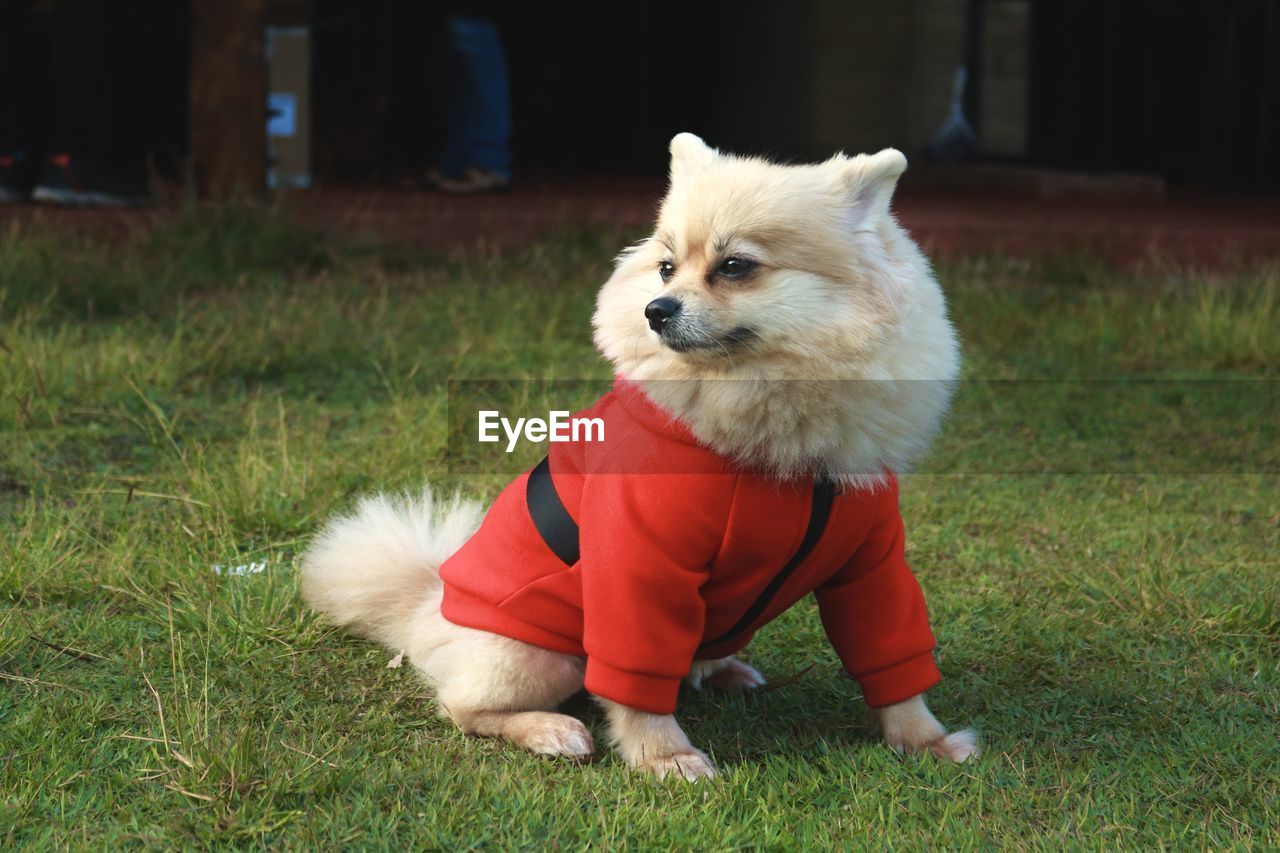 Portrait of dog on grassy field