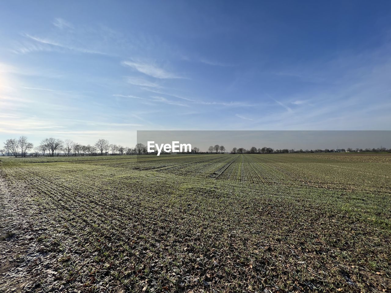 horizon, landscape, sky, environment, field, land, agriculture, rural scene, plain, plant, nature, crop, rural area, cloud, growth, scenics - nature, soil, farm, no people, grass, food, morning, sunlight, food and drink, tranquility, prairie, beauty in nature, vegetable, day, grassland, tranquil scene, outdoors, blue, cereal plant, hill, corn