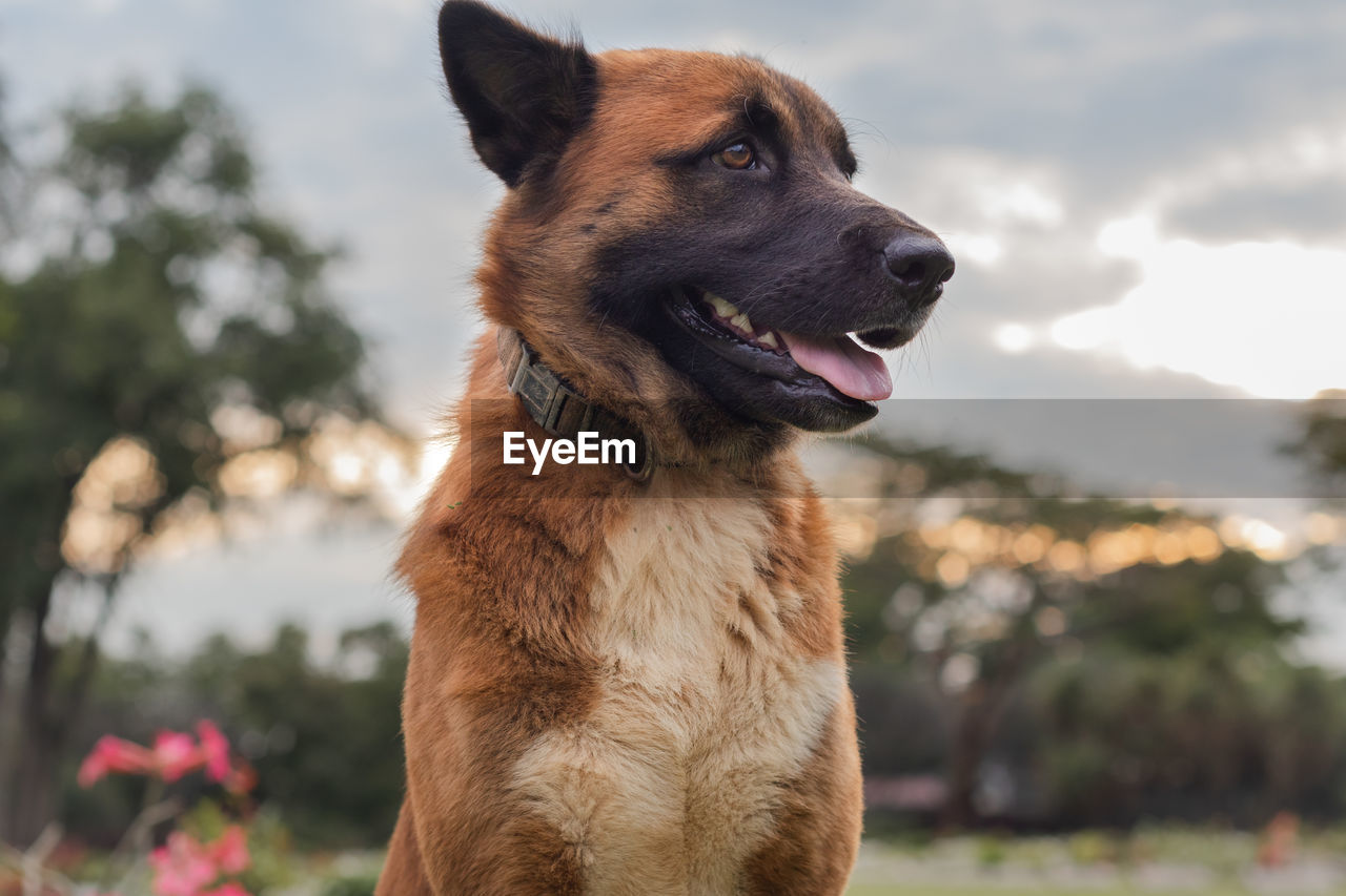 CLOSE-UP OF A DOG LOOKING AWAY OUTDOORS