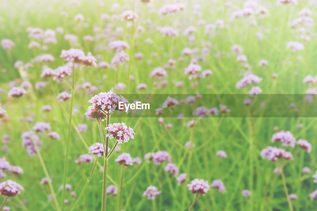 CLOSE-UP OF PINK FLOWERING PLANTS