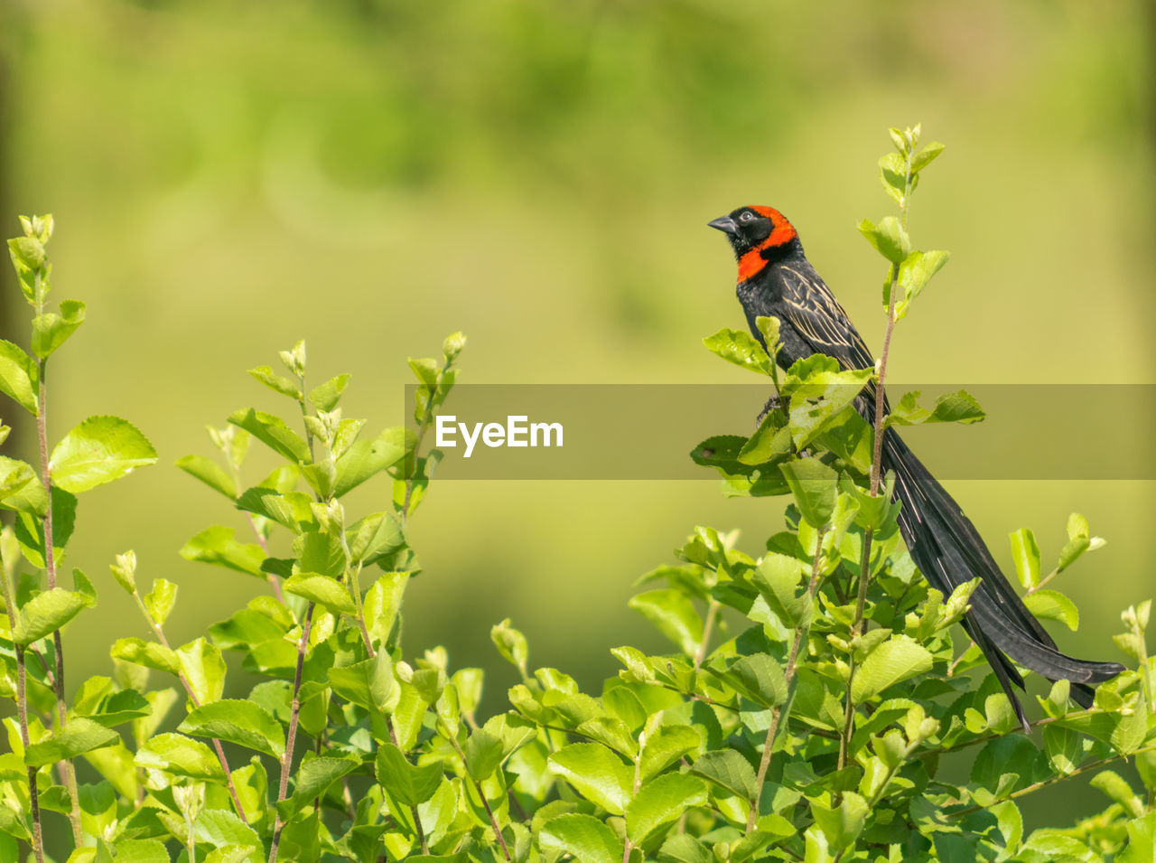 Red collard widow bird