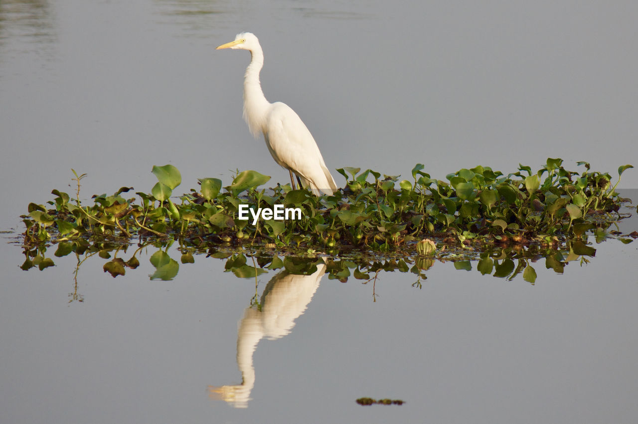 Great egret perching on plant over lake