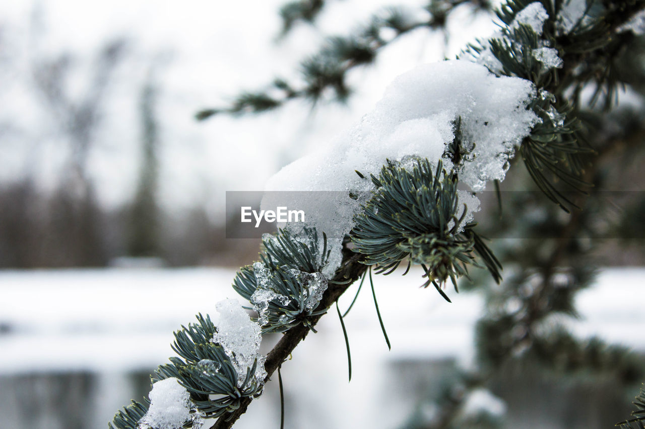 Close-up of snow covered pine tree