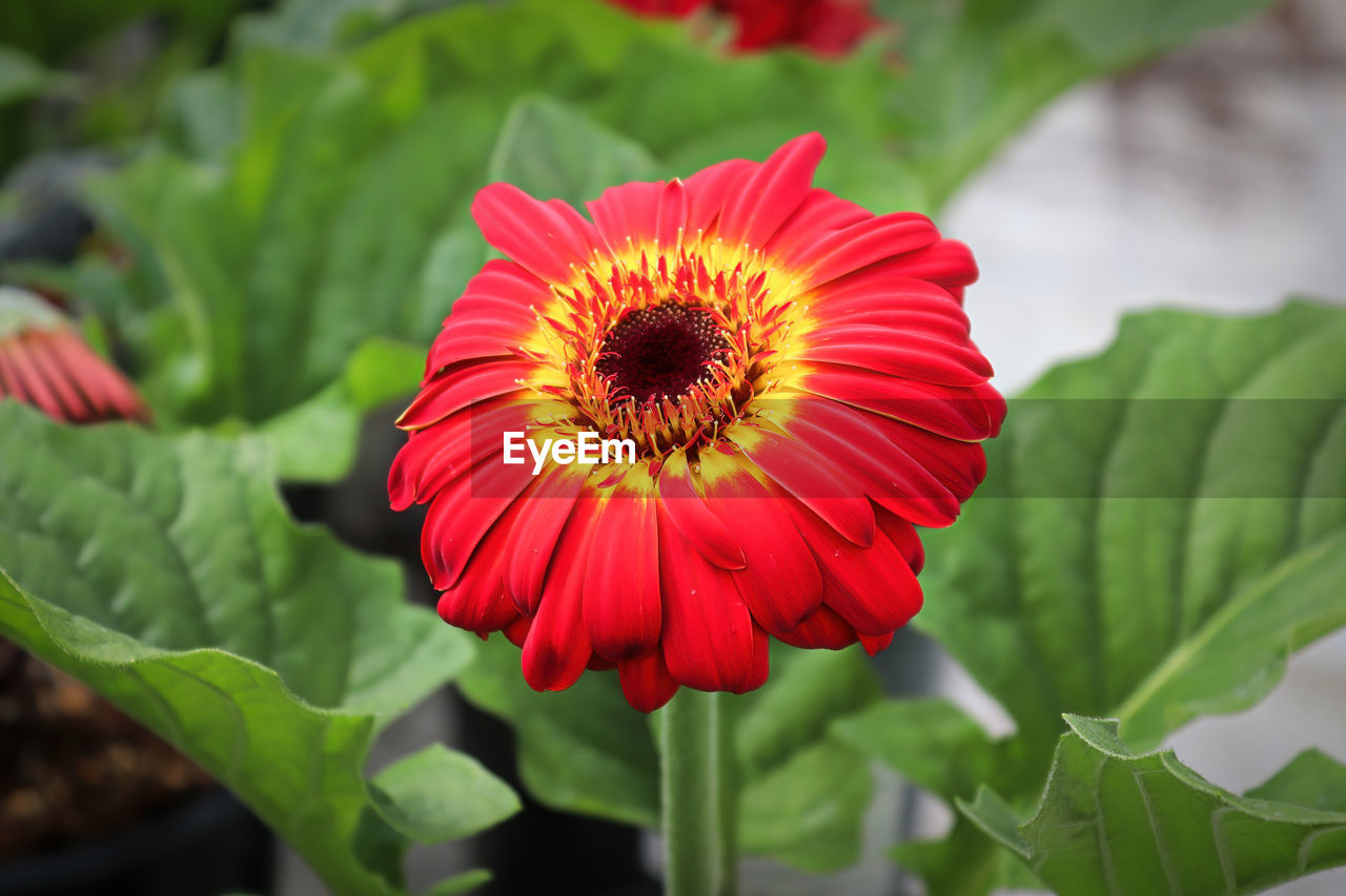 Closeup of a red, yellow, orange and black gerbera.