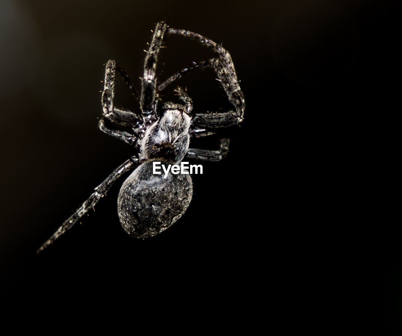 Close-up of spider outdoors