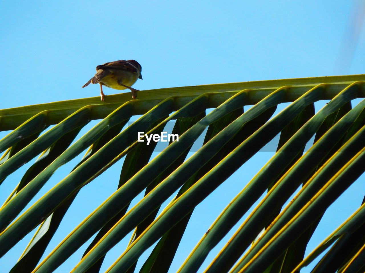 LOW ANGLE VIEW OF BIRD PERCHING ON PLANT AGAINST CLEAR SKY