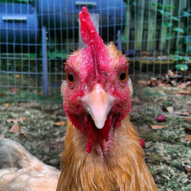CLOSE-UP PORTRAIT OF ROOSTER