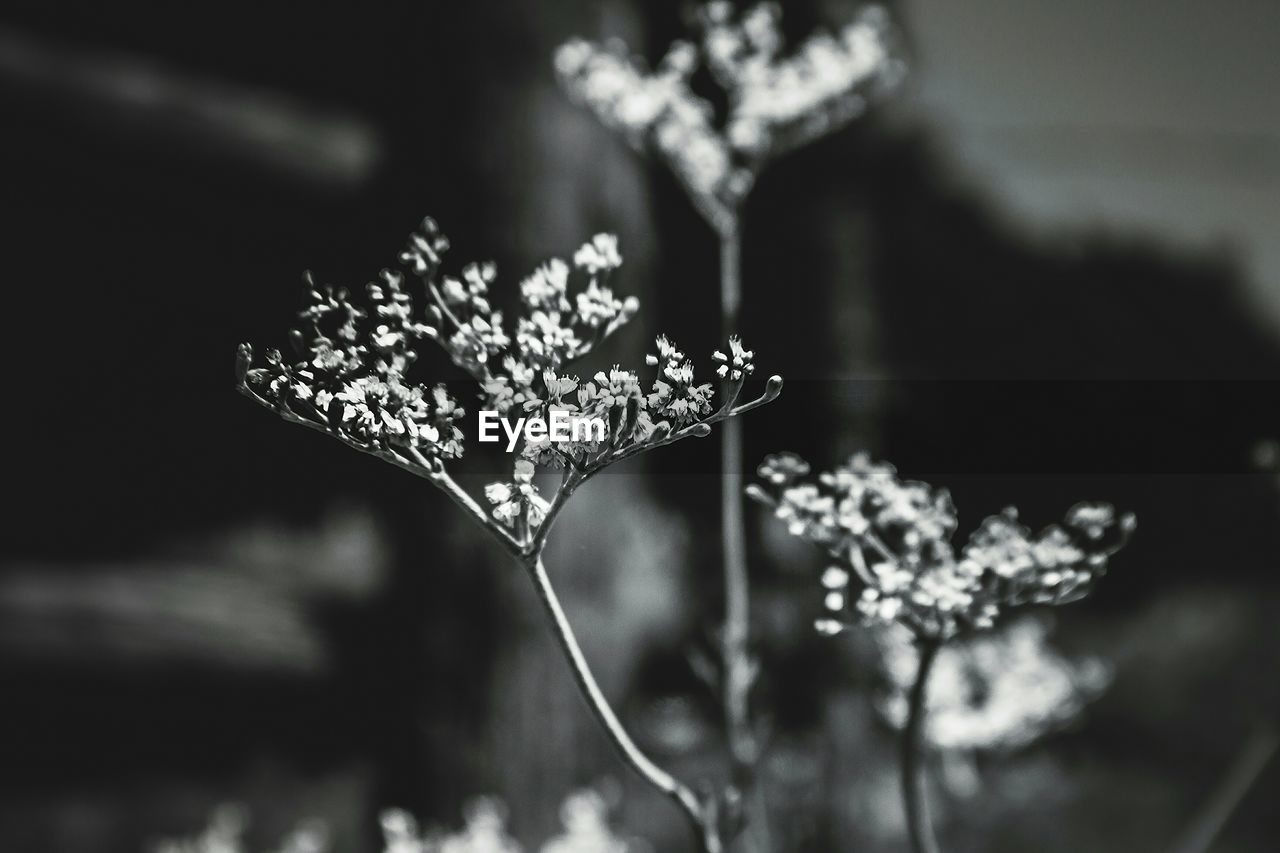 Close-up of flowers blooming in garden