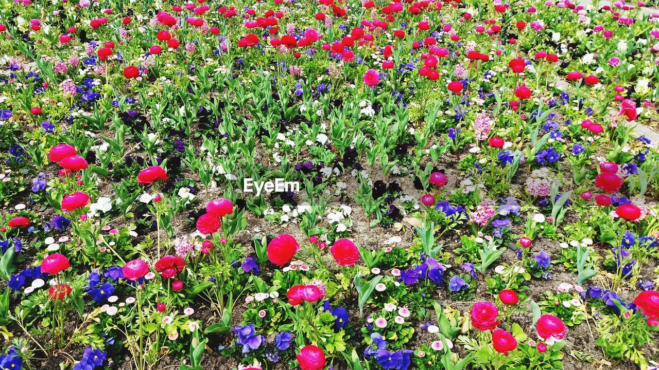 HIGH ANGLE VIEW OF PURPLE FLOWERING PLANTS