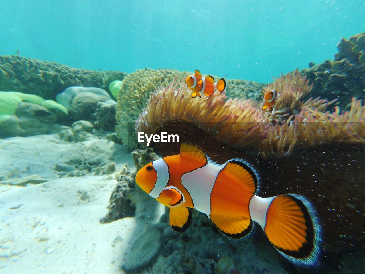 Fishes swimming in sea