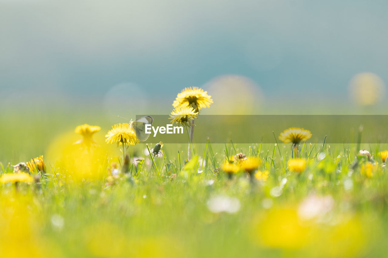 CLOSE-UP OF YELLOW DANDELION FLOWERS ON FIELD