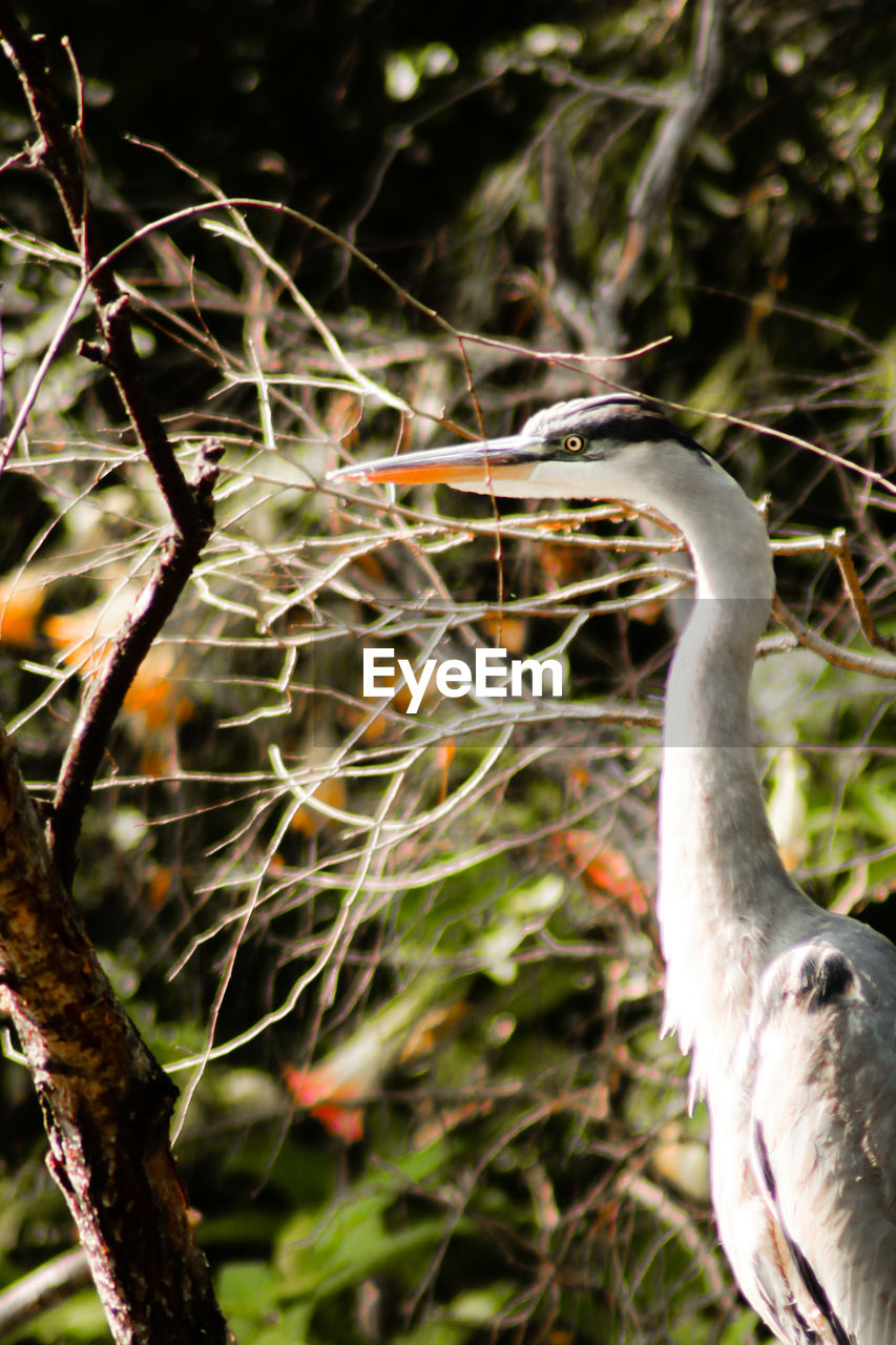 Close-up of a bird on branch