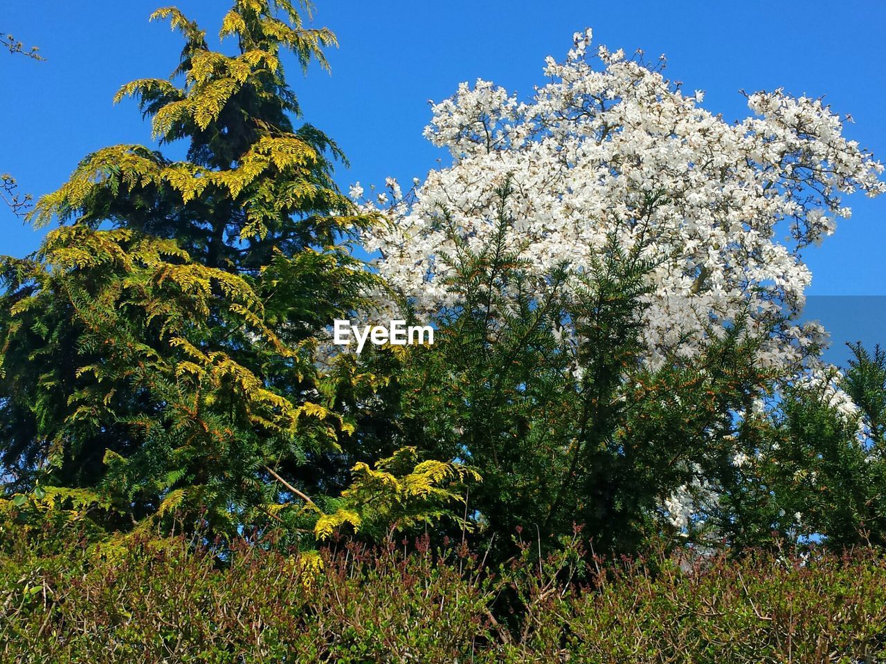 Low angle view of trees against blue sky