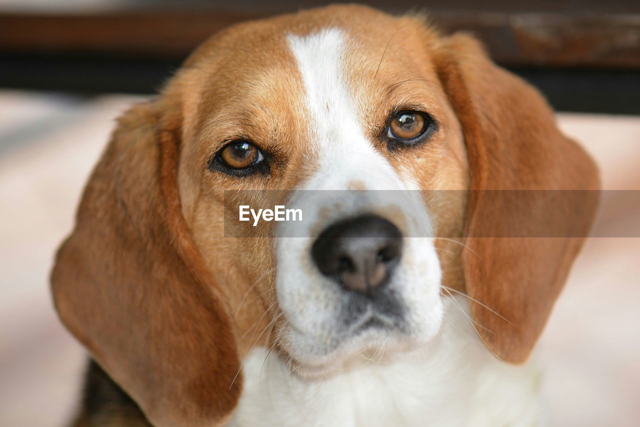 CLOSE-UP PORTRAIT OF DOG WITH MOUTH OPEN