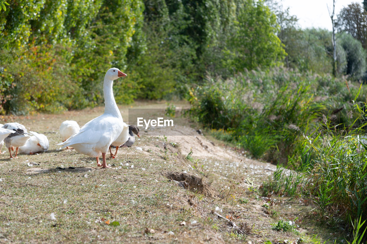 VIEW OF DUCKS ON FIELD