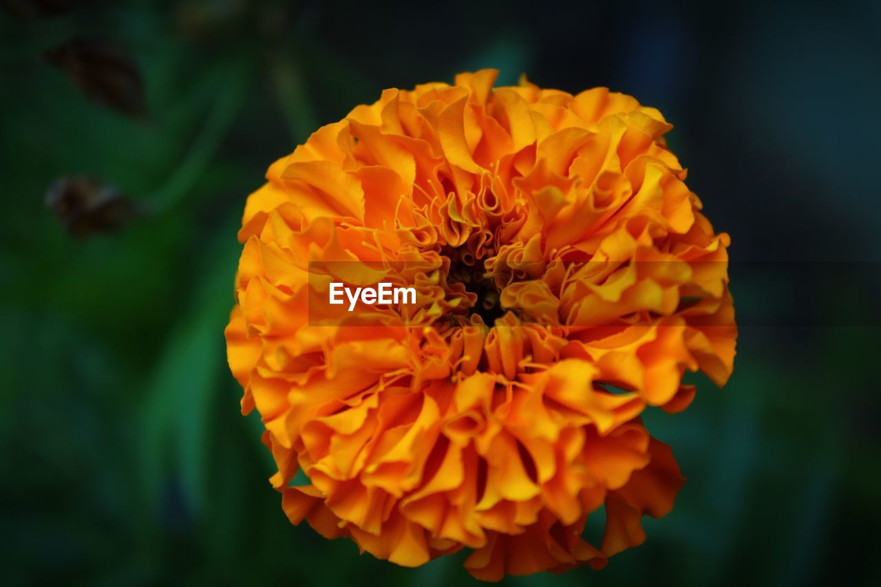 CLOSE-UP OF FRESH ORANGE MARIGOLD FLOWER