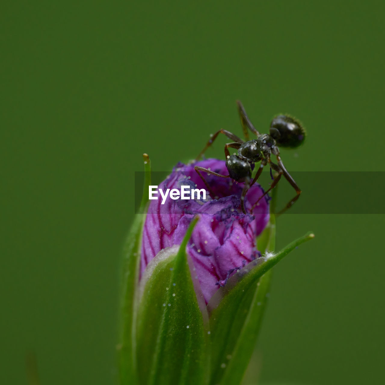 CLOSE-UP OF INSECT POLLINATING FLOWER