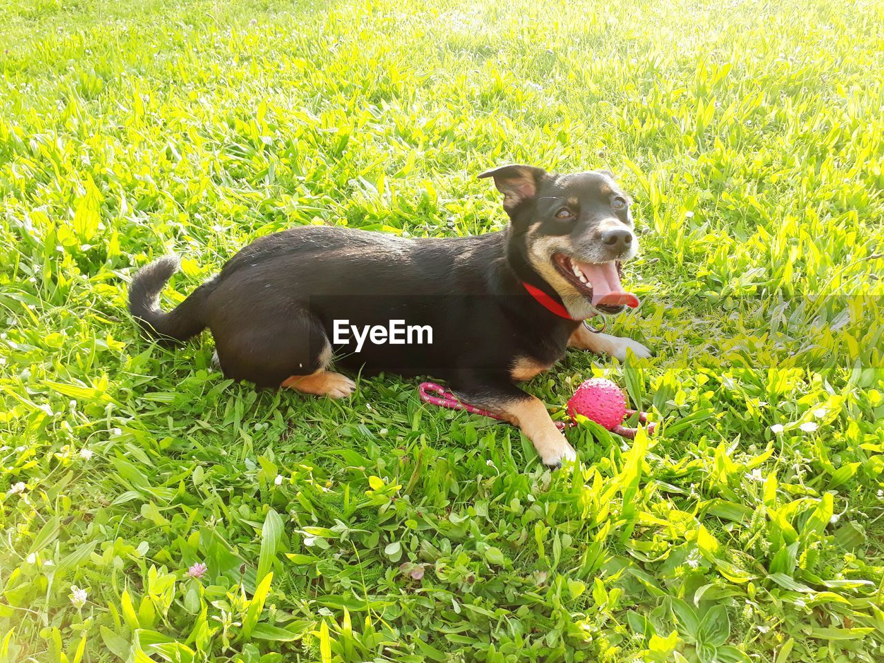 DOG ON FIELD BY GRASS