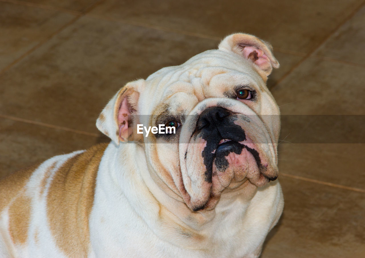 CLOSE-UP PORTRAIT OF DOG IN MOUTH OPEN