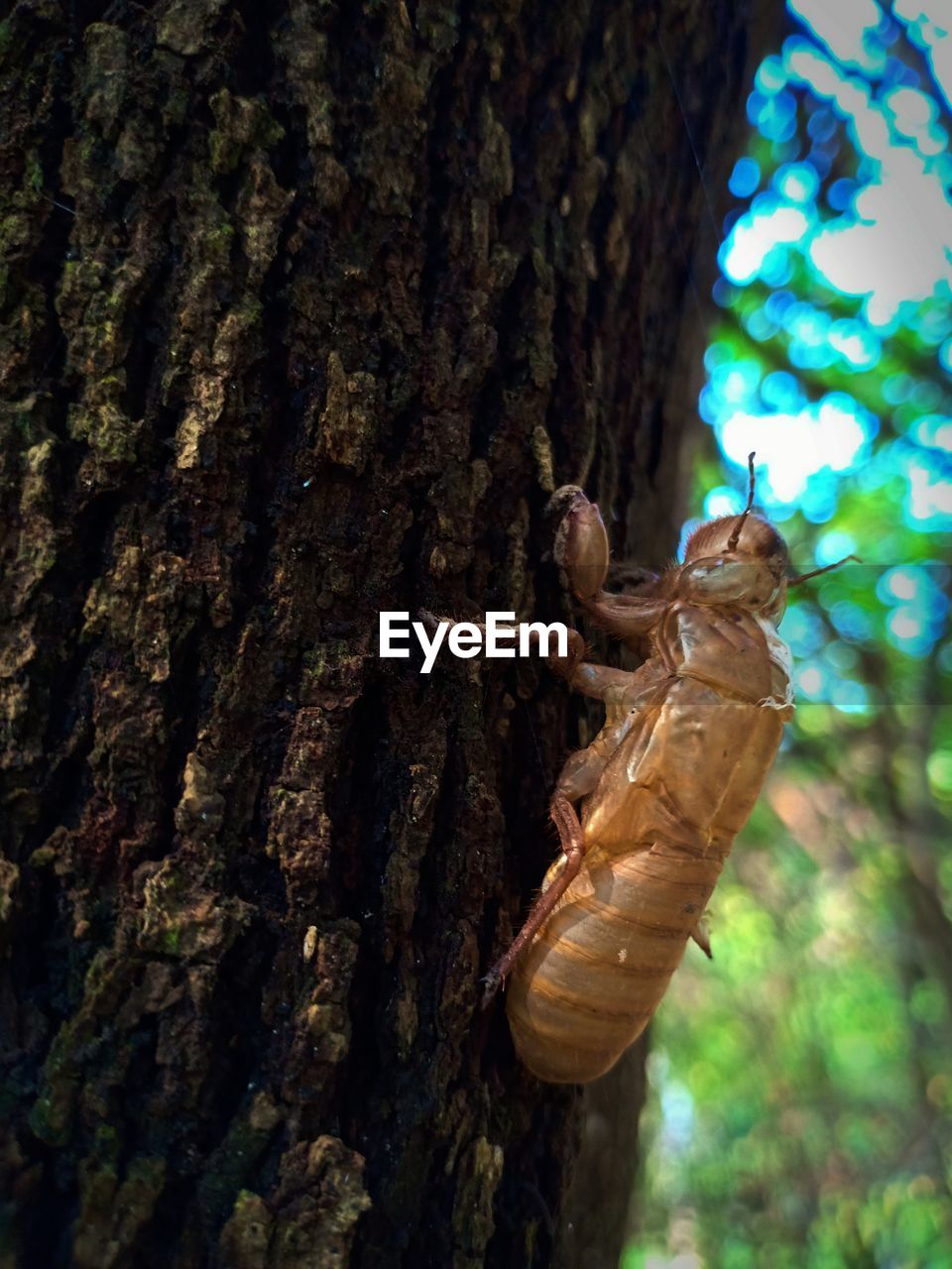 CLOSE-UP OF INSECT ON TREE TRUNK AGAINST BLURRED BACKGROUND