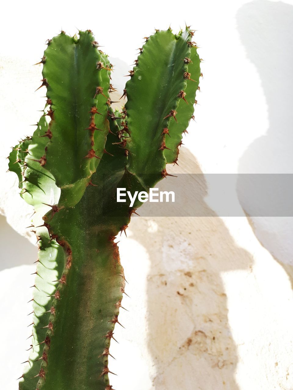 CLOSE-UP OF CACTUS IN GREEN PLANT