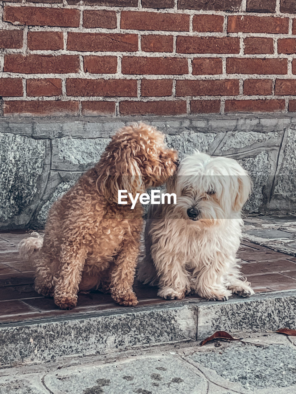 animal themes, pet, animal, domestic animals, mammal, canine, dog, one animal, brick, wall, brick wall, wall - building feature, puppy, no people, cockapoo, sitting, day, architecture, lap dog, havanese, portrait, brown, animal hair, built structure