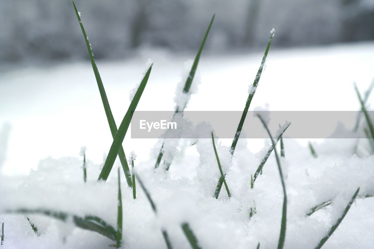 Close-up of snow on grasses during winter