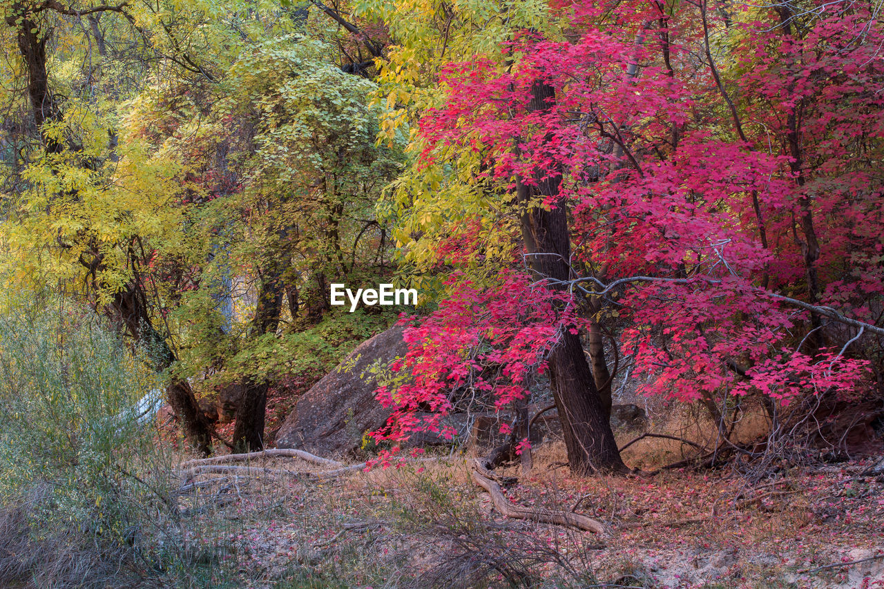 Beautiful autumn trees and rock structures in zion national park in usa