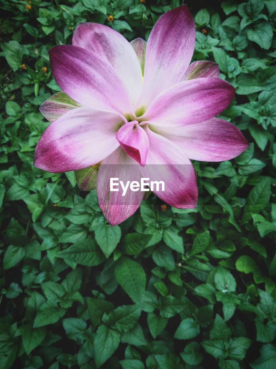 CLOSE-UP OF PINK FLOWERING PLANTS