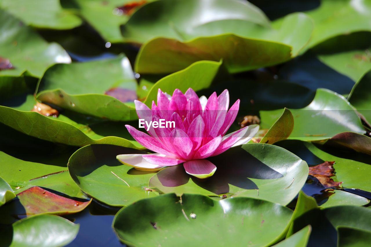 Close-up of pink water lily in pond