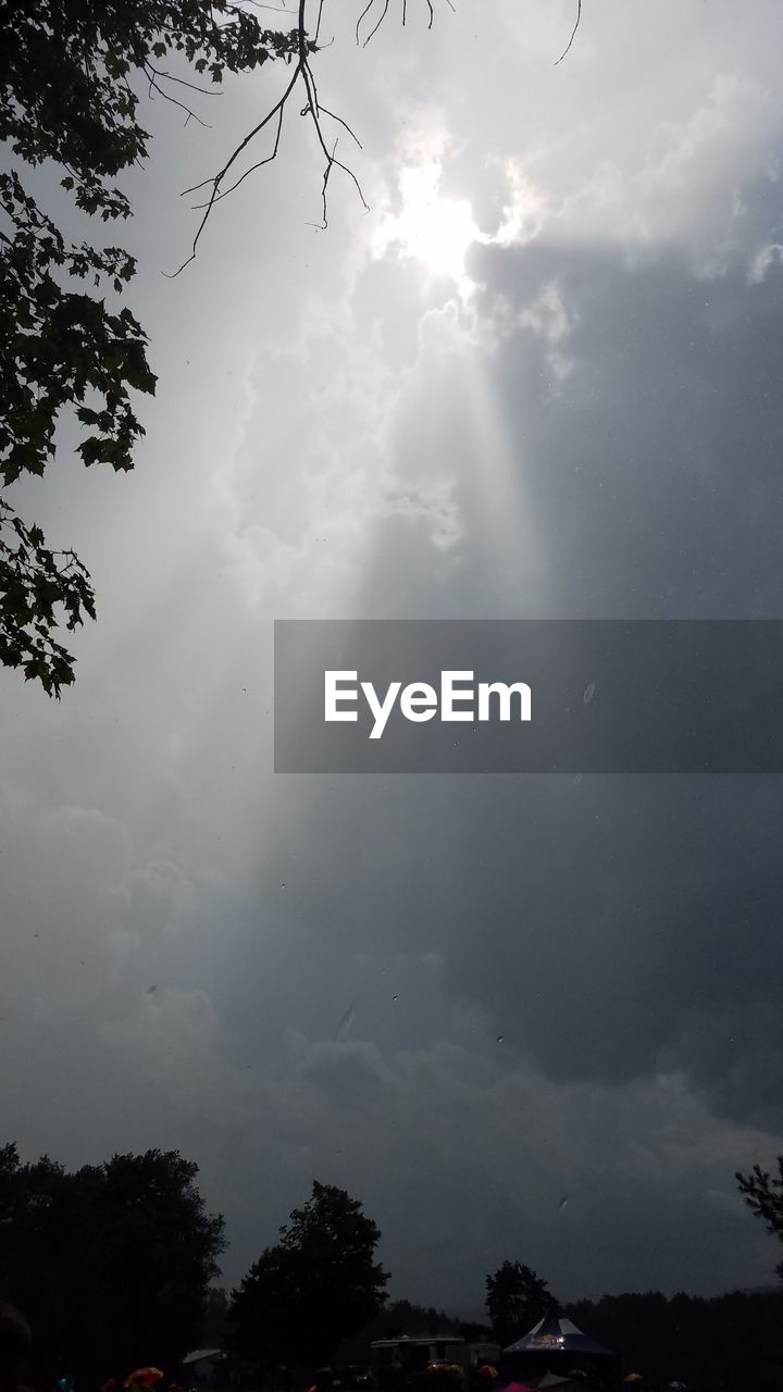 LOW ANGLE VIEW OF SKY AND TREES