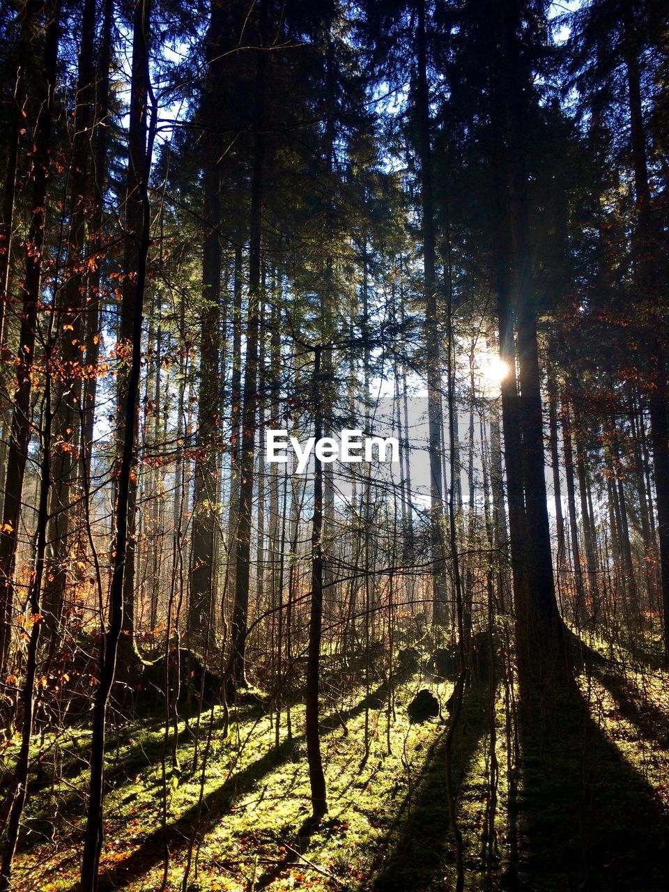 Low angle view of silhouette trees in forest