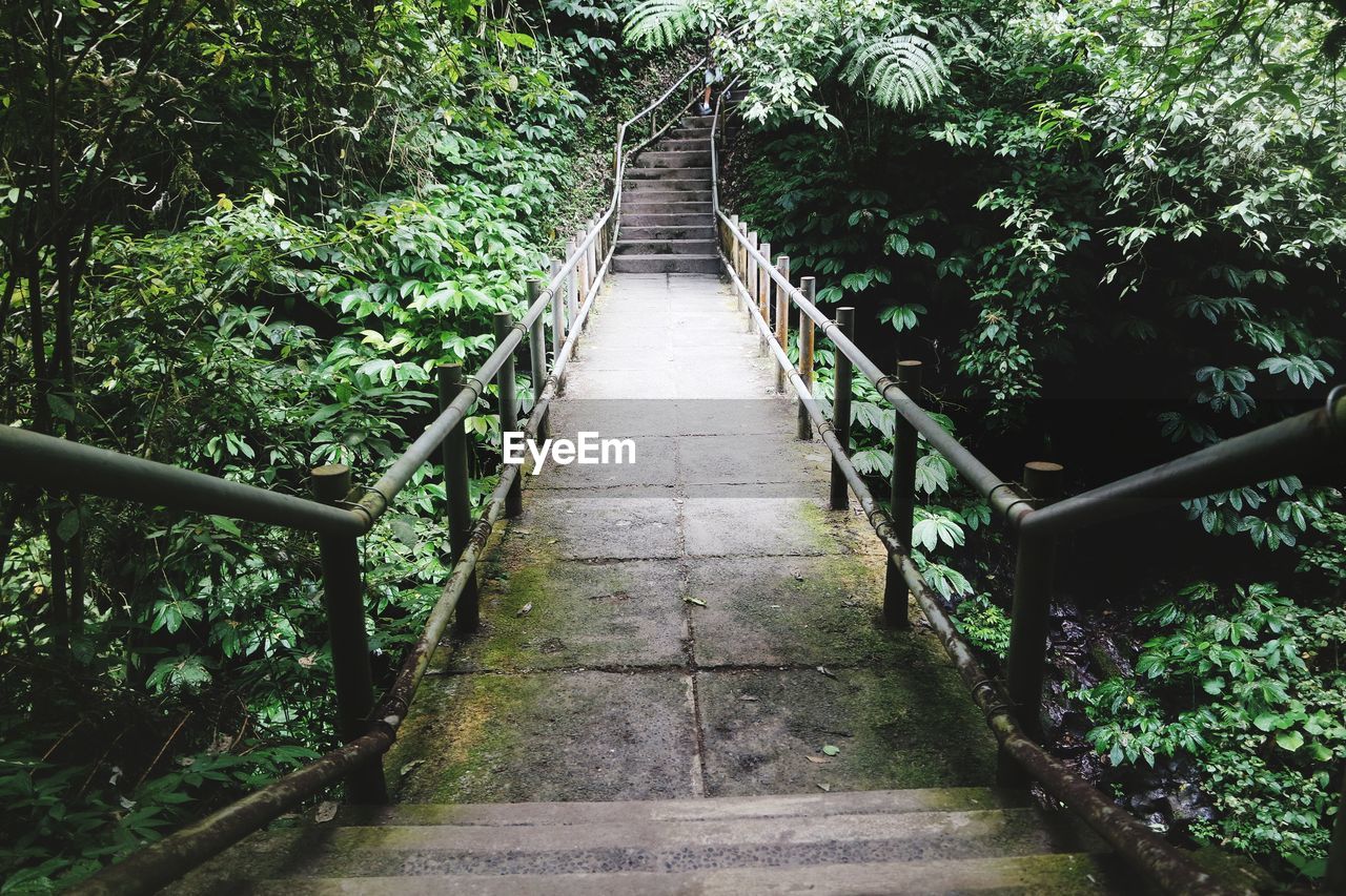 EMPTY FOOTBRIDGE ALONG TREES