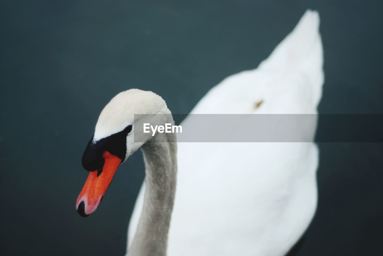 Close-up of swan swimming in water