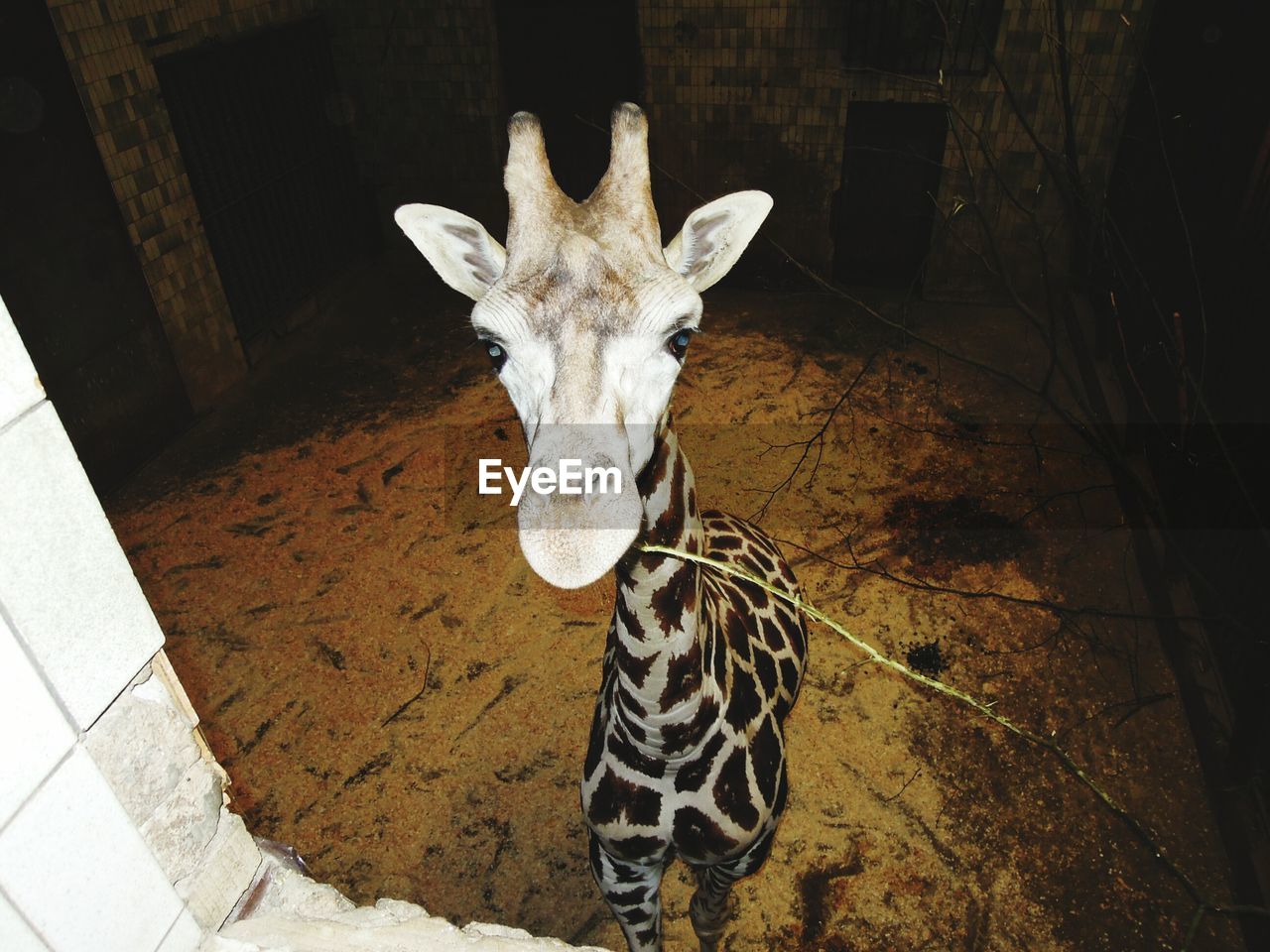 Portrait of giraffe in zoo