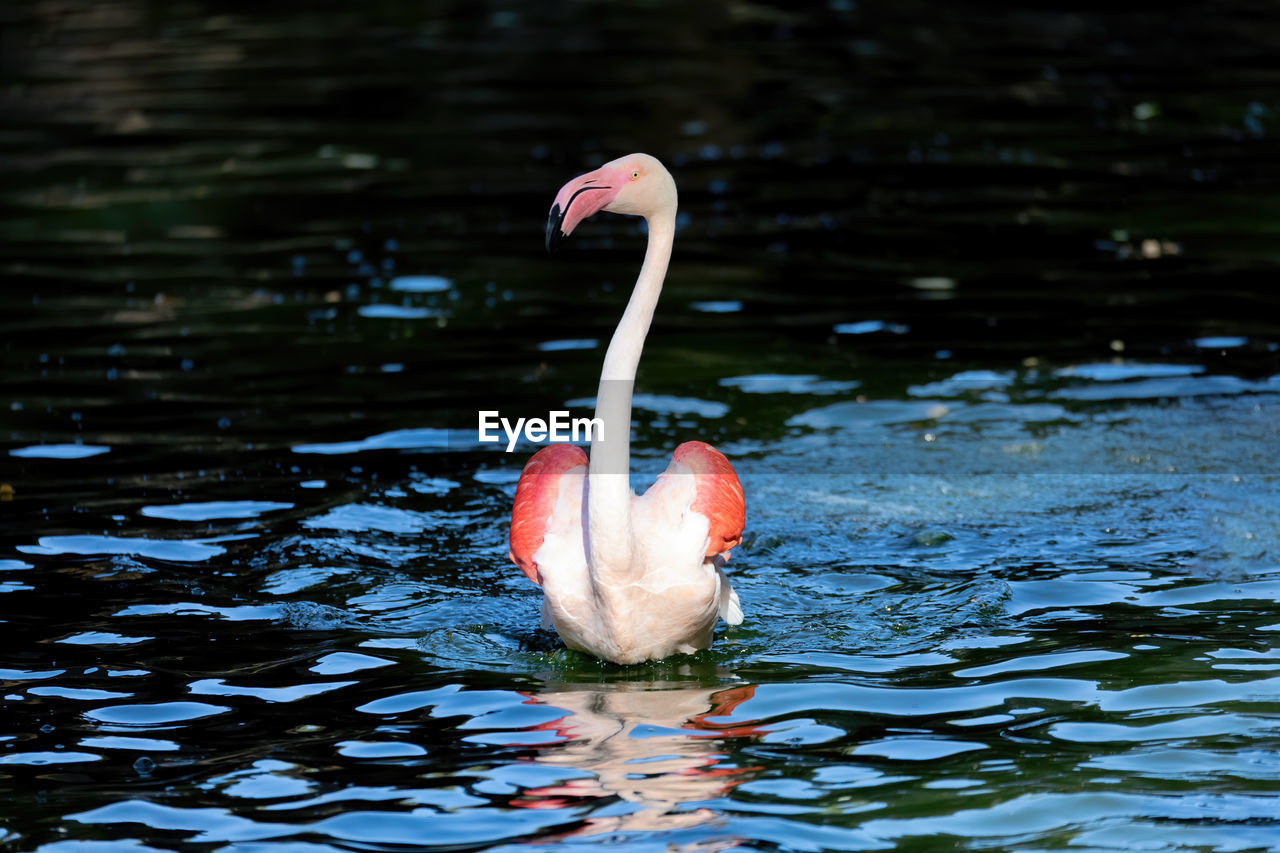 BIRD IN A LAKE