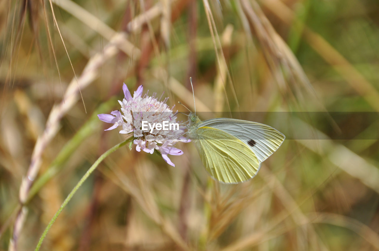 Close-up of purple flowering plant on land